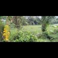 Di jual tanah sawah Kp.bayubud Ciwalen