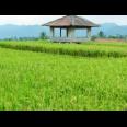 DiJual Tanah Sawah Prospek di Cianjur Puncak Bogor