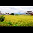 DiJual Tanah Sawah Prospek di Cianjur Puncak Bogor