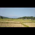 Jual Tanah Kavling Sawah Produktif View Pegunungan 250 m2 Hanya 99jt di Jonggol Bogor