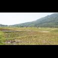 Jual Tanah Kavling Sawah Produktif View Pegunungan 250 m2 Hanya 99jt di Jonggol Bogor