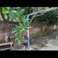 Dijual Rumah Hitung tanah taman pinang blok N