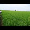 Dijual Tanah Sawah Murah 70.000 Per Meter Luas 8000 Meter di Pebayuran Bekasi 