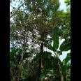 Kebun Durian Hanya 160jt Mojogedang Karanganyar