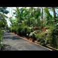 Kebun Durian Hanya 160jt Mojogedang Karanganyar