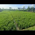 Dijual Tanah Sawah 1165m² 275jt Kedawung Sragen  