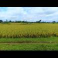 Jual Sawah 2000m² Jalan DPU Kedawung Sragen