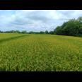 Jual Sawah 2000m² Jalan DPU Kedawung Sragen