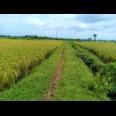 Jual Sawah 2000m² Jalan DPU Kedawung Sragen