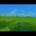 Dijual Tanah 1050m² 200jt Kedawung Sragen
