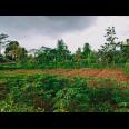 Tanah Cocok Untuk Hunian Mojogedang Karanganyar