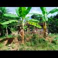Dijual Rumah 805m² Kerjo Karanganyar Solo