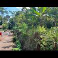 Tanah Kebun Jambu 1000m² 200Jt Ngargoyoso Karanganyar