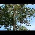 Dijual Kebun Durian 1700m² 170jt Mojogedang Karanganyar