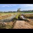 Dijual Sawah 125ribu/m Mojogedang Karanganyar