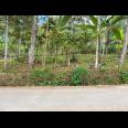 Dijual Kebun Durian Dekat Pasar Kemuning Karanganyar 