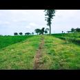 Jual Sawah Subur 3225m2 Kedawung Sragen