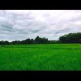 Jual Sawah Subur 3225m2 Kedawung Sragen