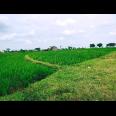 Jual Sawah Subur 3225m2 Kedawung Sragen