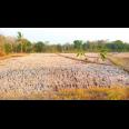 Tanah Sawah 8810m² Hanya 175rb/m Karanganyar 