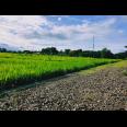 Tanah Sawah Subur Mojogedang Karanganyar