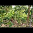 Dijual Tanah Strategis 5.355 m² di Dekat Lido City, Bogor