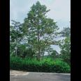 Tanah Bonus Pohon Durian Cocok dibangun Villa Karangpandan Karanganyar