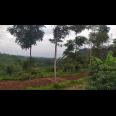 Tanah Idaman View Kebun Teh Kemuning Ngargoyoso Karanganyar