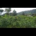 Tanah Idaman View Kebun Teh Kemuning Ngargoyoso Karanganyar