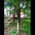 Tanah Kebun Jati Untuk Investasi Kerjo Karanganyar