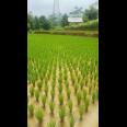 Sawah Produktif Di Banjaran