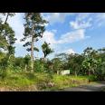 Kebun Durian Siap Berbuah Karanganyar