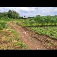 Dijual Tanah Sawah 85 ribu/m Kedawung Sragen