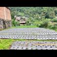 Tanah View Kebun Teh 200m² Dekat Candi Cetho Karanganyar 