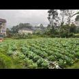 Tanah 300m² Kawasan Wisata Strategis Tawangmangu 