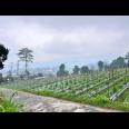Tanah 1068m² View Cantik Tanpa Halang Ngargoyoso
