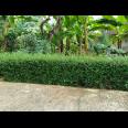 Kebun Durian Siap Panen 1282m Mojogedang