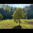 Tanah Idaman 1018m² Dekat Sungai Karanganyar 