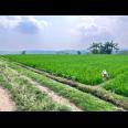 Tanah View Gunung Lawu 1000m Karanganyar Utara 