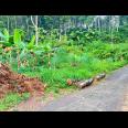 Tanah 1690m² Dekat Aliran Sungai Ngargoyoso  