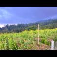 Tanah Datar Kawasan Wisata 650m Kemuning Karanganyar 