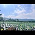 Tanah 7000m² Cocok Untuk Wisata Kebun Buah Ngargoyoso 