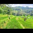 Tanah Murah 3000m 200rb/m Ngargoyoso, Solo