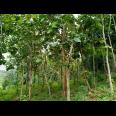 Tanah Kebun Jati 4000m² Dekat Objek Wisata Mojogedang Karanganyar
