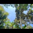 Tanah Kebun Durian 65Jt 500m Ngargoyoso Karanganyar 