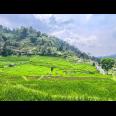 Tanah Murah 3000m 200rb/m Ngargoyoso, Solo