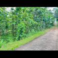 Tanah Kebun Jati  1517m² Karanganyar