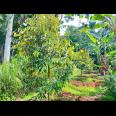 Kebun Durian 1900m Subur Mojogedang Karanganyar 