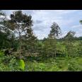Tanah Cocok Untuk Villa Bonus Kebun Durian Karangpandan