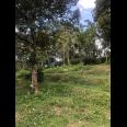 Dijual Kebun Durian 7800m2 Matesih Karanganyar